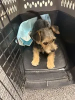 Olivia, a female Shih Tzu and Yorkshire Terrier for sale in Carlsbad, CA – 6 of 8