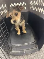 Olivia, a female Shih Tzu and Yorkshire Terrier for sale in Carlsbad, CA – 8 of 8