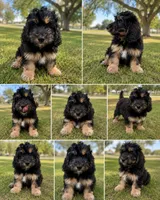 Charlie, a male Basset Hound and Poodle - Standard  for sale in Carlsbad, CA – 1 of 3