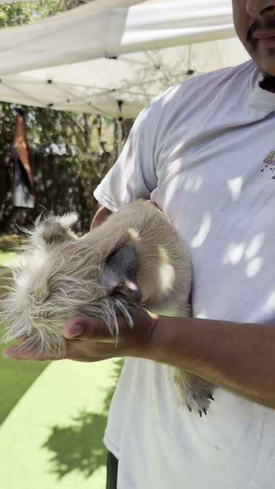 Rosie, a female Pugapoo for sale in Carlsbad, CA – 2 of 2