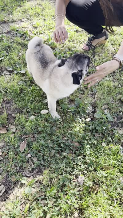 Chancho, a male Pug for sale in Carlsbad, CA – 3 of 3