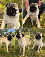 Chancho, a male Pug for sale in Carlsbad, CA – 2 of 3
