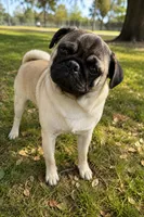 Chancho, a male Pug for sale in Carlsbad, CA – 1 of 3