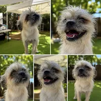 Rosie, a female Pugapoo for sale in Carlsbad, CA – 1 of 2
