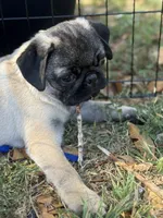 Willie, a male Pug for sale in Carlsbad, CA – 3 of 6