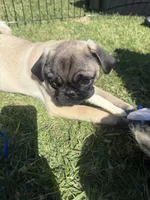 Willie, a male Pug for sale in Carlsbad, CA – 6 of 6