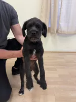 Coco, a female Pug and Poodle - Standard  for sale in Carlsbad, CA – 1 of 7
