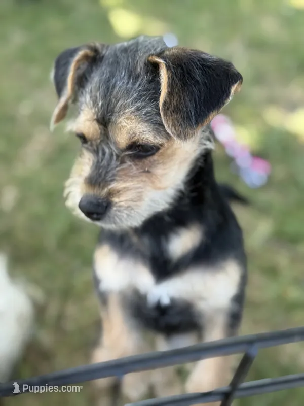 Olivia – Maltese, Yorkshire Terrier puppy for sale in San Diego, CA
