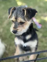 Olivia, a female Maltese and Yorkshire Terrier for sale in San Diego, CA – 1 of 4
