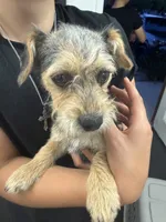 Olivia, a female Shih Tzu and Yorkshire Terrier for sale in Carlsbad, CA – 7 of 8