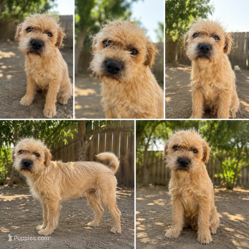 Brutus – Shih Tzu, Yorkshire Terrier puppy for sale in Carlsbad, CA