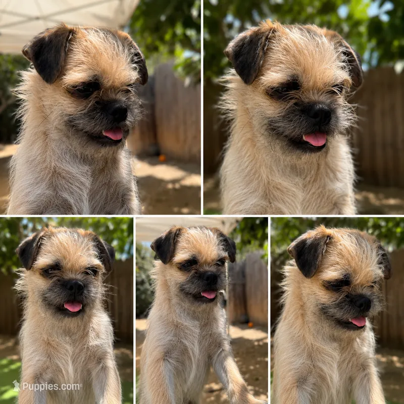 Chewbacca – Pugapoo puppy for sale in Carlsbad, CA