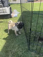 Willie, a male Pug for sale in Carlsbad, CA – 5 of 6