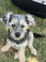 Luna, a female Maltese and Yorkshire Terrier for sale in Carlsbad, CA – 1 of 2