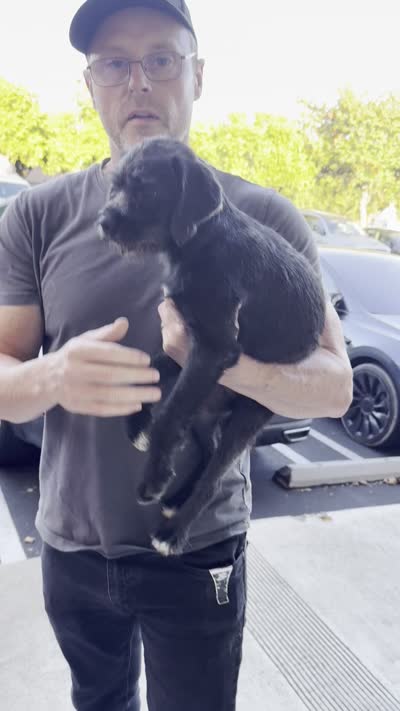 Coco, a female Pug and Poodle - Standard  for sale in Carlsbad, CA – 7 of 7