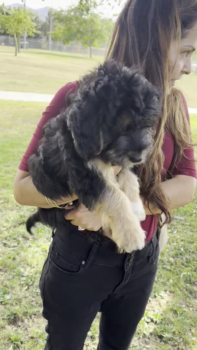 Charlie, a male Basset Hound and Poodle - Standard  for sale in Carlsbad, CA – 3 of 3