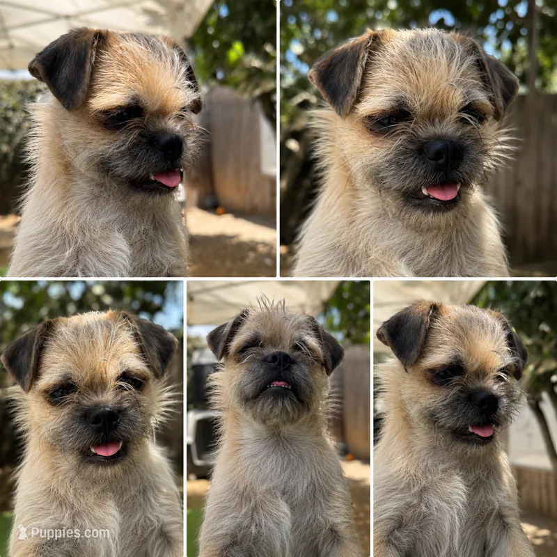 Bruno – Pugapoo puppy for sale in Carlsbad, CA
