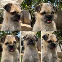 Bruno, a male Pugapoo for sale in Carlsbad, CA – 1 of 2