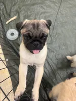 Chancho, a male Pug for sale in Carlsbad, CA – 5 of 5