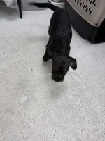 Coco, a female Pug and Poodle - Standard  for sale in Carlsbad, CA – 5 of 7