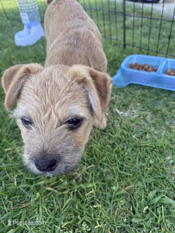 Brutus – Maltese, Yorkshire Terrier puppy for sale in Carlsbad, CA