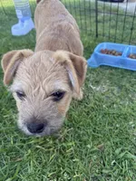 Brutus, a male Maltese and Yorkshire Terrier for sale in Carlsbad, CA – 1 of 3