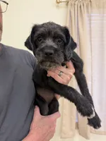 Coco, a female Pug and Poodle - Standard  for sale in Carlsbad, CA – 3 of 7
