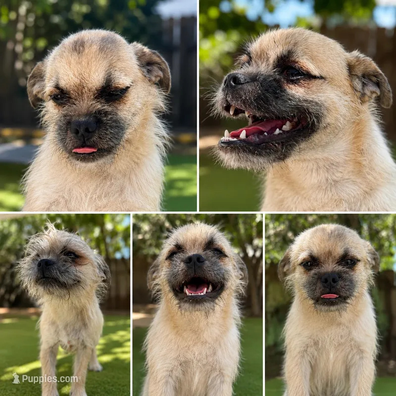 Prince – Pugapoo puppy for sale in Carlsbad, CA