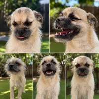 Prince, a male Pugapoo for sale in Carlsbad, CA – 1 of 2