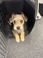 Olivia, a female Shih Tzu and Yorkshire Terrier for sale in Carlsbad, CA – 5 of 8