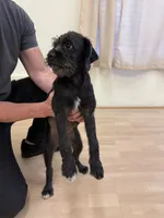 Coco, a female Pug and Poodle - Standard  for sale in Carlsbad, CA – 4 of 7