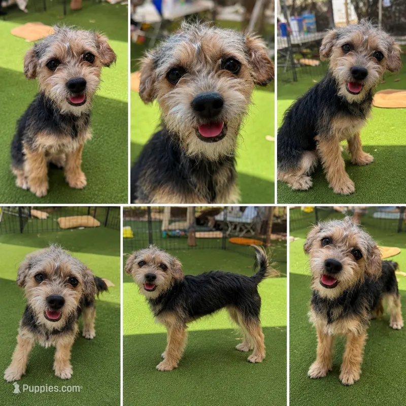 Olivia – Shih Tzu, Yorkshire Terrier puppy for sale in Carlsbad, CA
