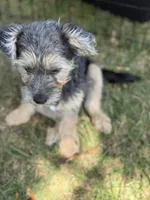 Luna, a female Maltese and Yorkshire Terrier for sale in Carlsbad, CA – 2 of 2