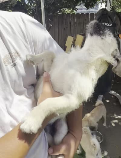 Prince, a male Pugapoo for sale in Carlsbad, CA – 2 of 2