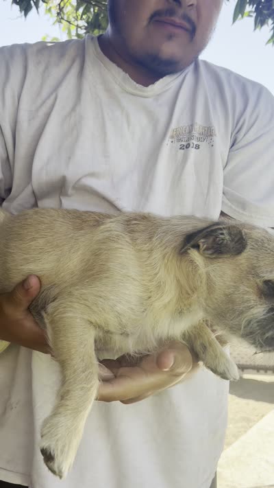 Bruno, a male Pugapoo for sale in Carlsbad, CA – 2 of 2