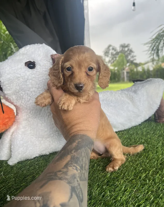 Pumkin – Miniature Dachshund puppy for sale in Haines City, FL