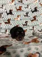 Winnie, a female Dachshund and Miniature Dachshund for sale in Haines City, FL – 3 of 3