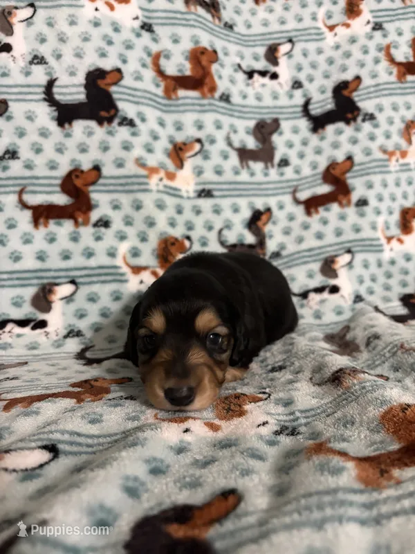 Binx – Dachshund, Miniature Dachshund puppy for sale in Haines City, FL