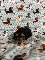 Binx, a male Dachshund and Miniature Dachshund for sale in Haines City, FL – 1 of 2