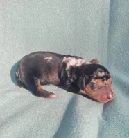 Black and tan dapple female, a female Miniature Dachshund for sale in Haines City, FL – Photo 2 of 6