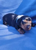 Black and tan dapple female, a female Miniature Dachshund for sale in Haines City, FL – Photo 5 of 6
