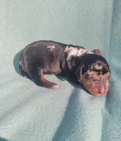 Black and tan dapple female, a female Miniature Dachshund for sale in Haines City, FL – Photo 3 of 6