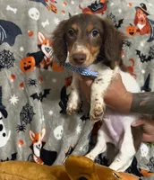Dexter , a male Miniature Dachshund for sale in Haines City, FL – 3 of 3