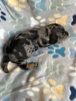 Luna, a female Miniature Dachshund for sale in Haines City, FL – 3 of 3