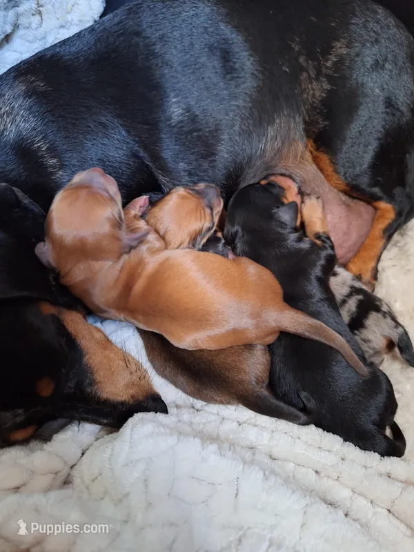 smooth puppies, a female Miniature Dachshund for sale in Haines City, FL – Photo 1 of 1