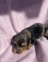 Autumn , a female Dachshund and Miniature Dachshund for sale in Haines City, FL – 2 of 2