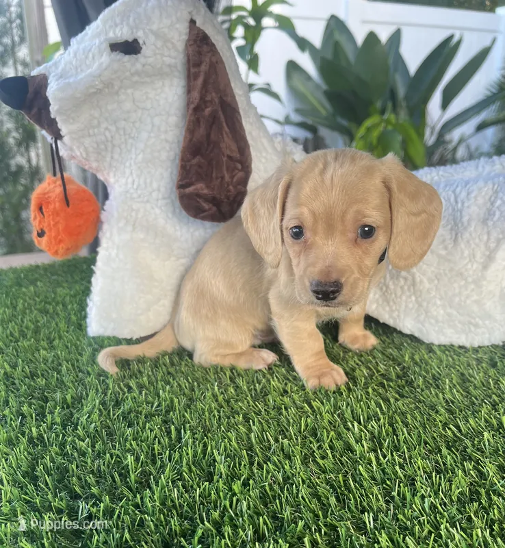 Skelly  – Miniature Dachshund puppy for sale in Haines City, FL