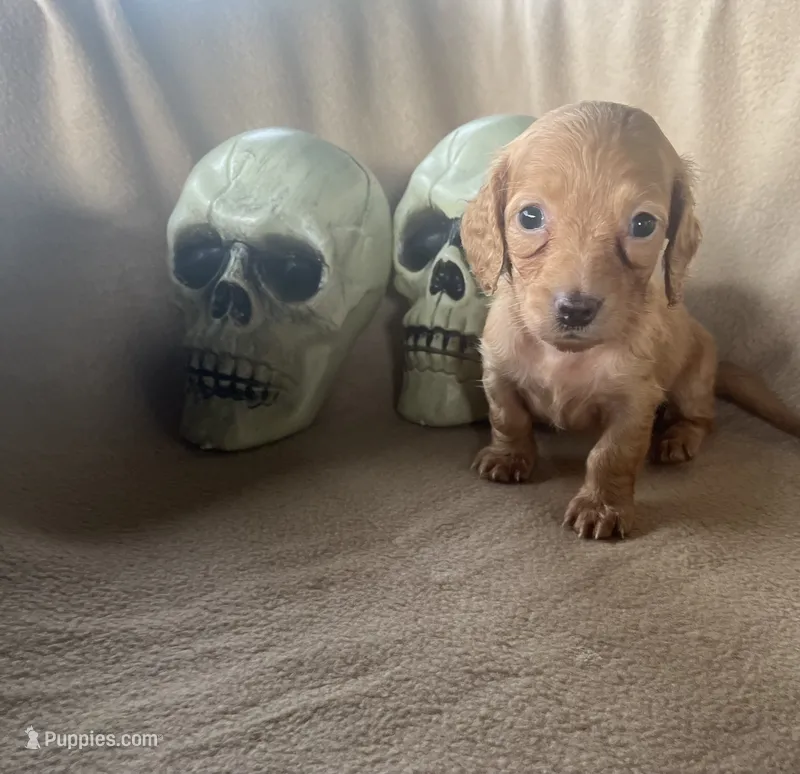 Pumkin – Miniature Dachshund puppy for sale in Haines City, FL
