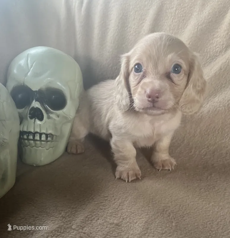 Zero  – Miniature Dachshund puppy for sale in Haines City, FL
