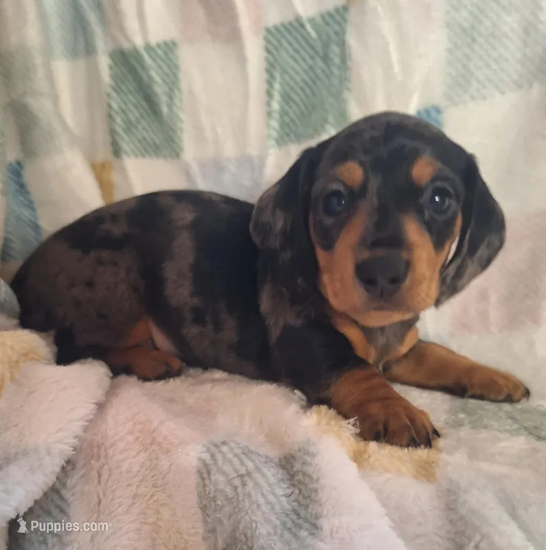 milo, a male Miniature Dachshund for sale in Haines City, FL – Photo 1 of 3